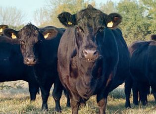 На Житомирщині вирощують корів із «мармуровим» м’ясом